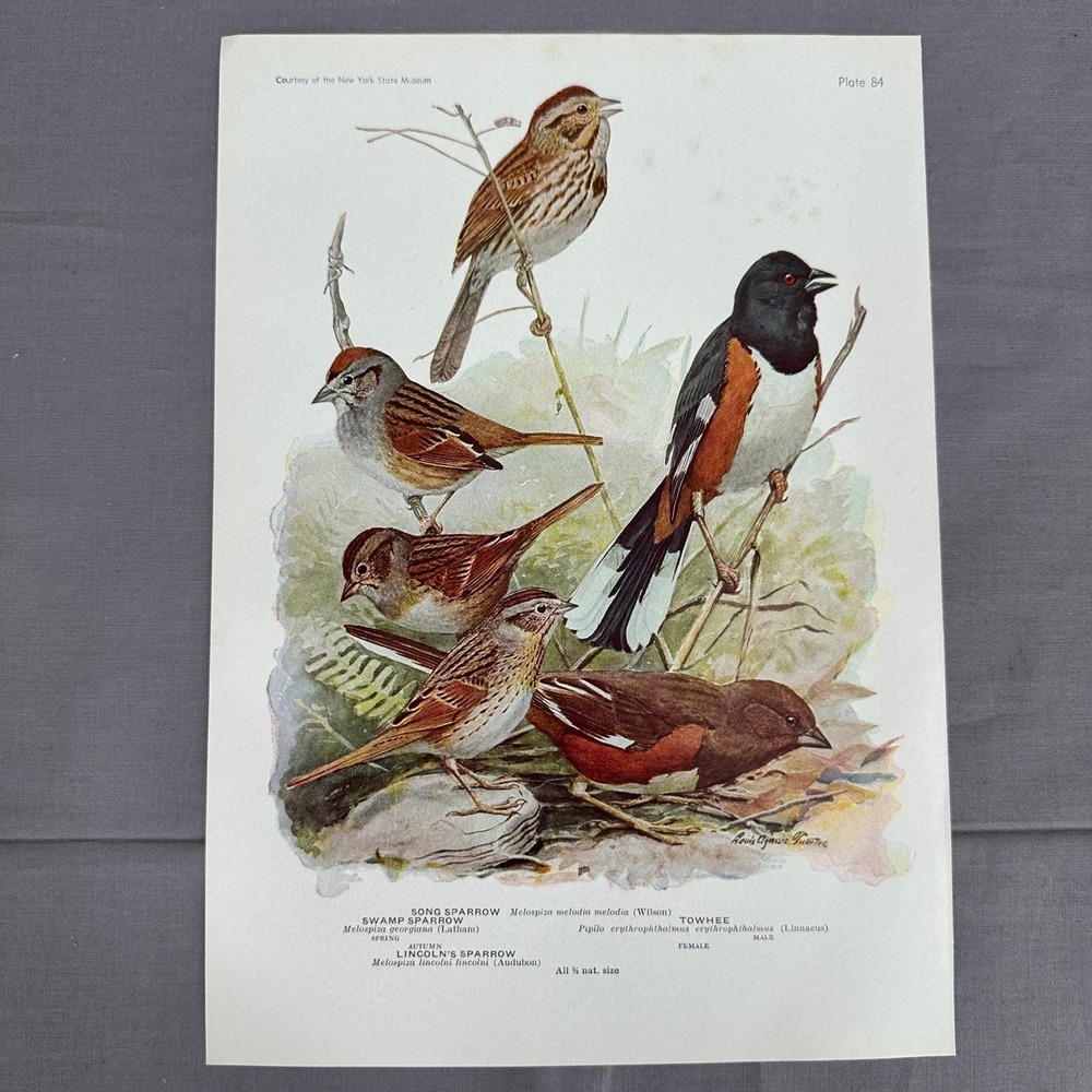 1936 Louis Fuertes Towhee Swamp Sparrow Birds Plate Art Wall Print Ornithology